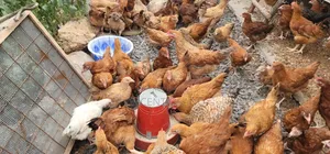 Improved Kienyeji Chicks