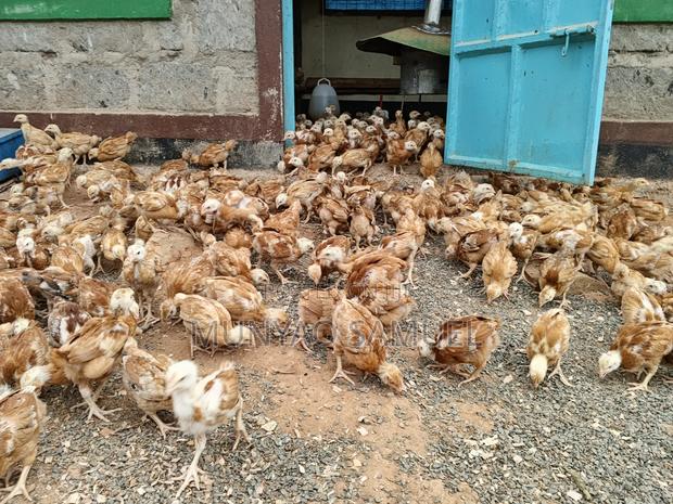 Sasso F1 Fully Vaccinated Chicks