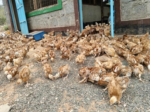 Sasso F1 Fully Vaccinated Chicks - thumbnail 3