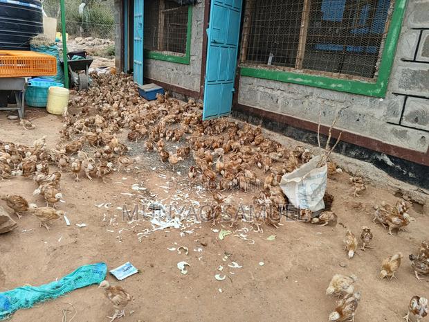Sasso F1 Fully Vaccinated Chicks - thumbnail 4