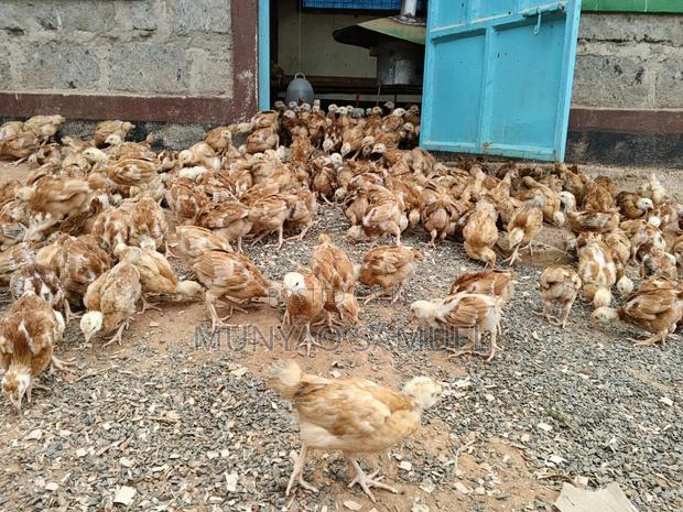 Sasso F1 Fully Vaccinated Chicks - thumbnail 5
