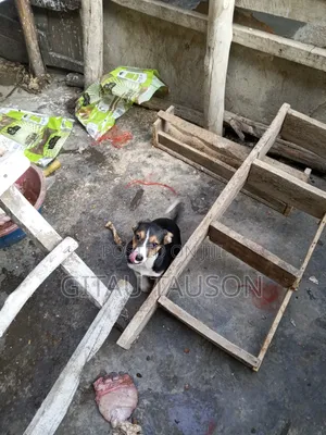 1-3 months Male Mixed Breed German Shepherd