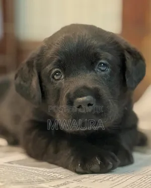 1-3 months Female Purebred Labrador Retriever