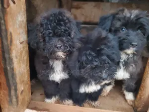 1-3 months Male Purebred Havanese