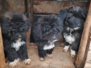 1-3 months Male Purebred Havanese