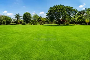 Arabic Grass Lawns,grass Planting