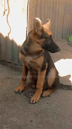 3-6 months Male Purebred German Shepherd