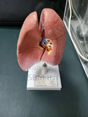 Human Lung Model