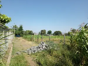 Tabuga Plot 50×100