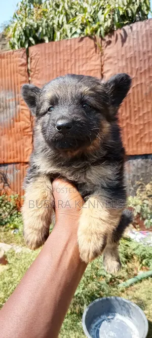 1-3 months Male Purebred German Shepherd