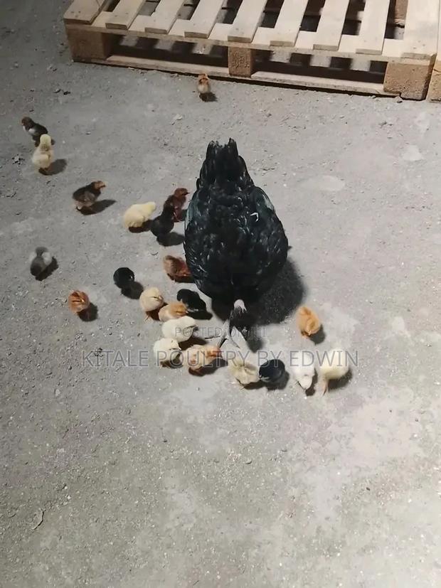Poultry Birds - main view