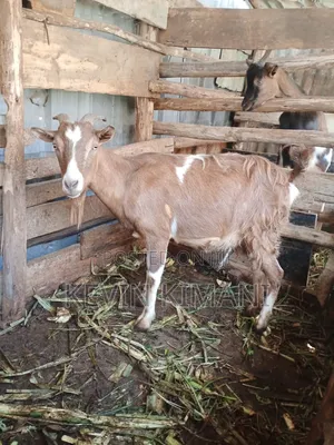 Dairy Goats