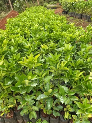 Fruit Seedlings