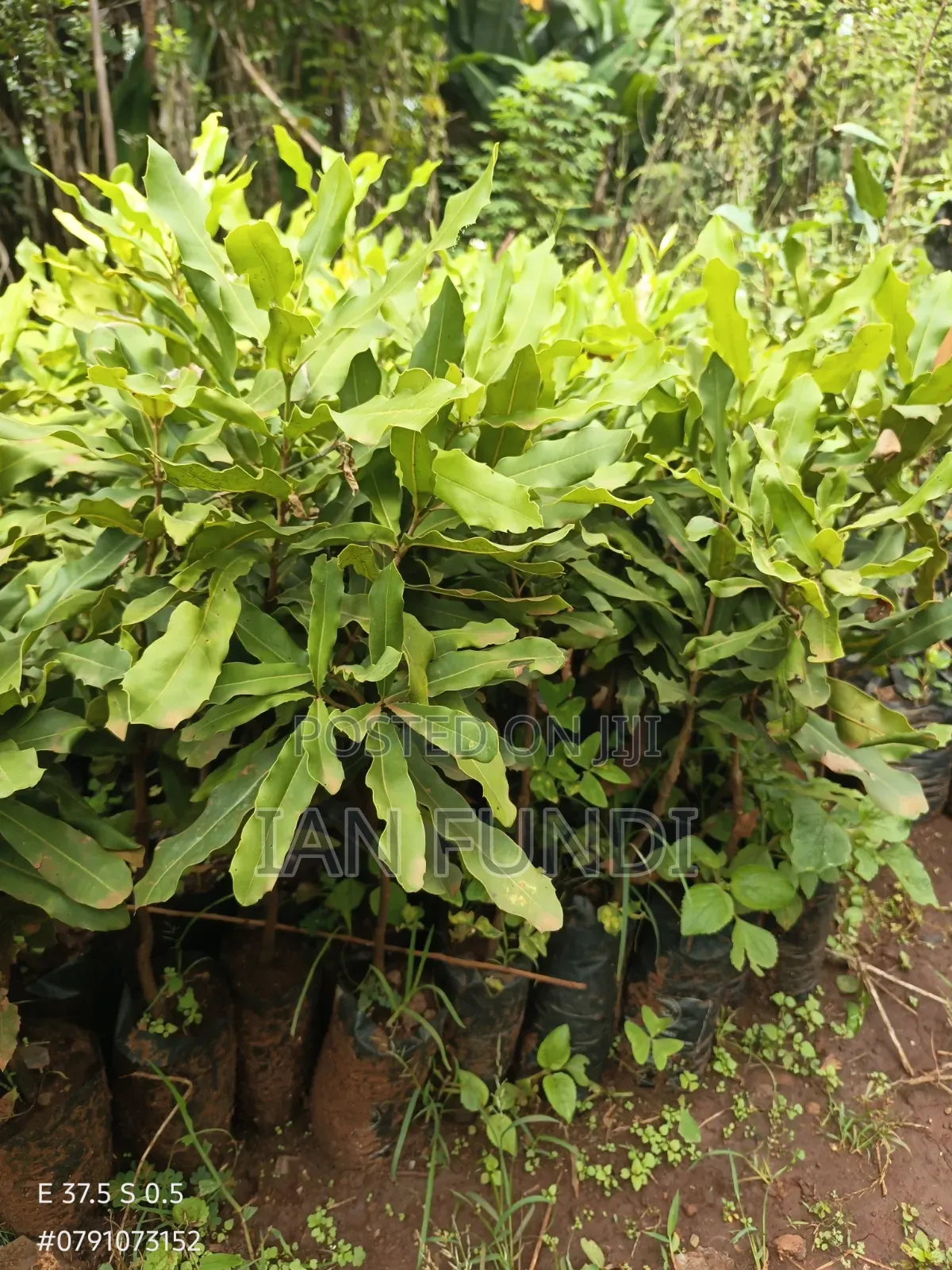 Fruit Seedlings