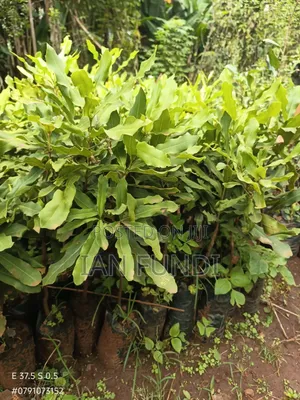 Fruit Seedlings