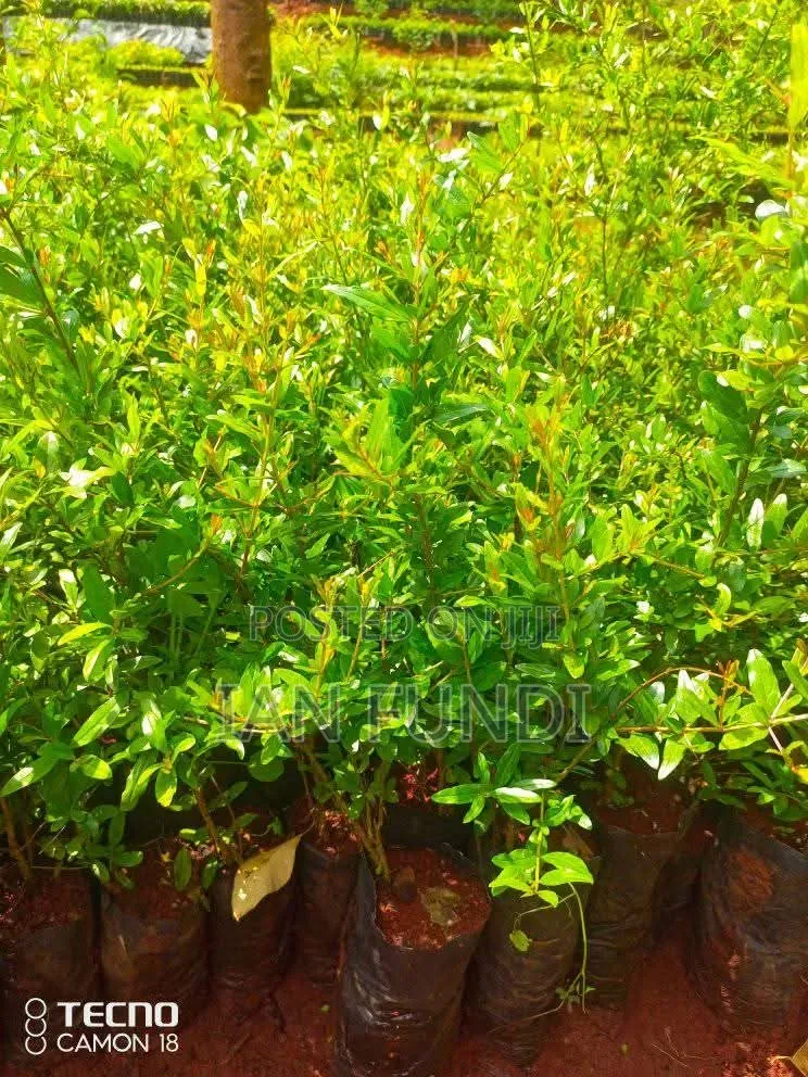 Fruit Seedlings