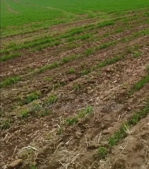 50 by 100 Plot for Sale