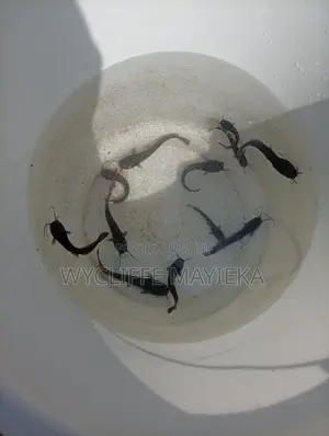 Cat Fish Fingerlings for Sale