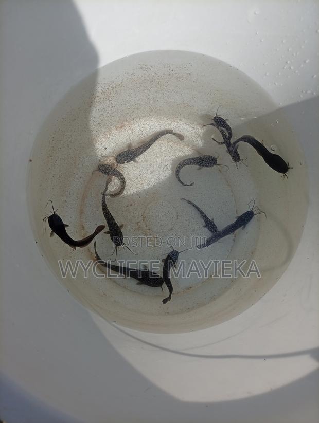 Cat Fish Fingerlings for Sale