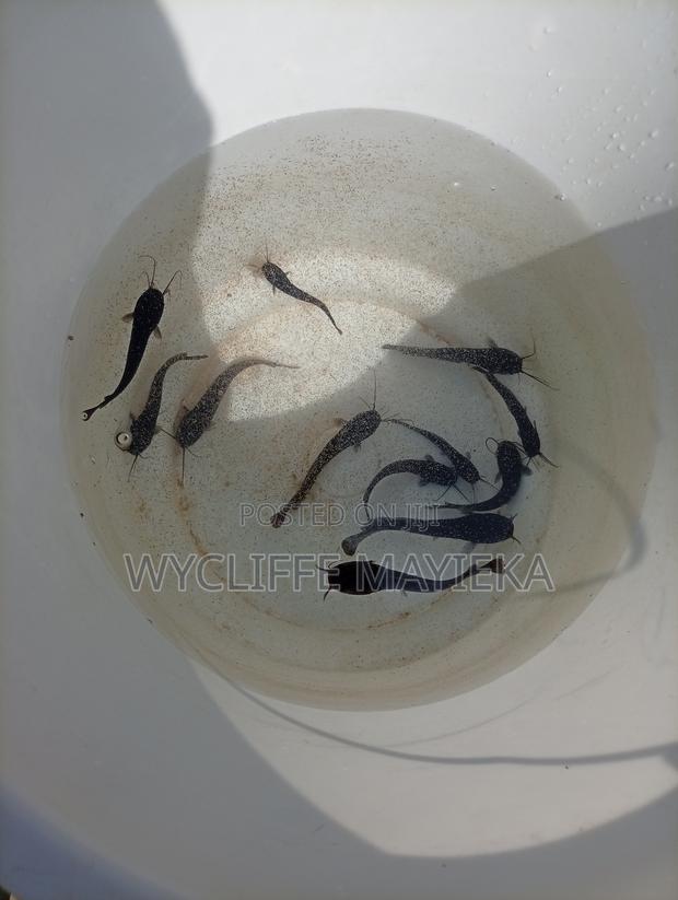 Cat Fish Fingerlings for Sale - thumbnail 2