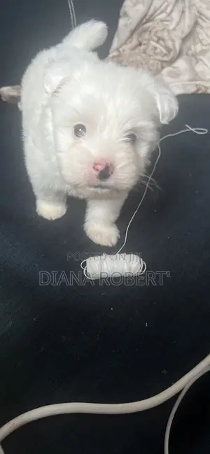 1-3 months Female Purebred Maltese