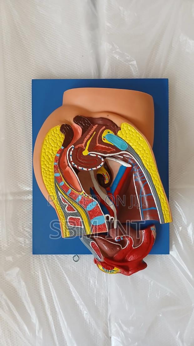 Pelvic Model - main view