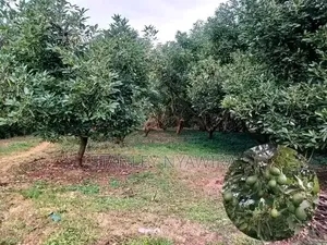 5 Acreas Muranga