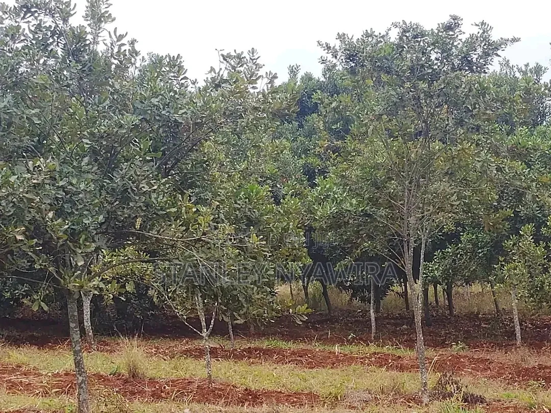5 Acreas Muranga