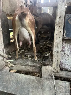 Goat Milk Mombasa
