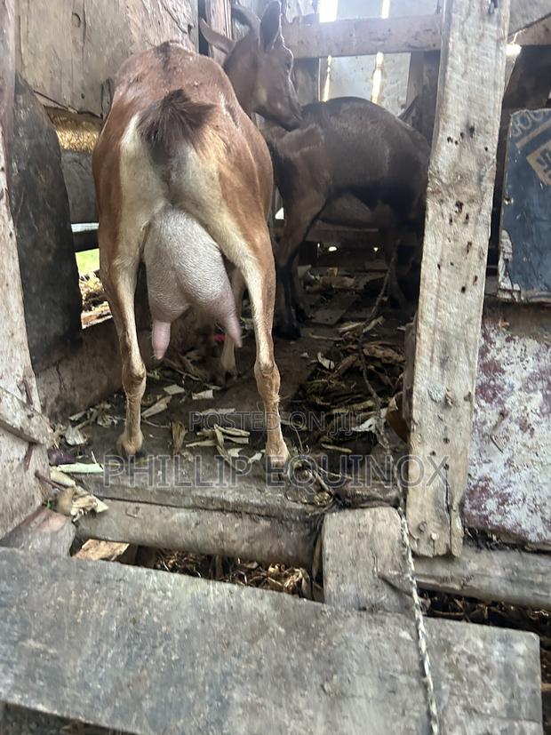 Goat Milk Mombasa - main view