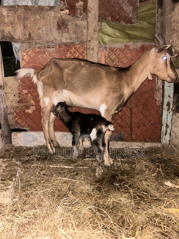 Goat Milk Mombasa - thumbnail 2