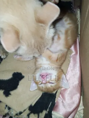 1-3 months Male Mixed Breed American Shorthair