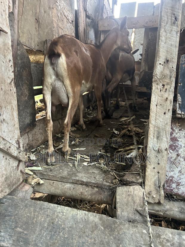 Hybrid Goat for Sale - thumbnail 6