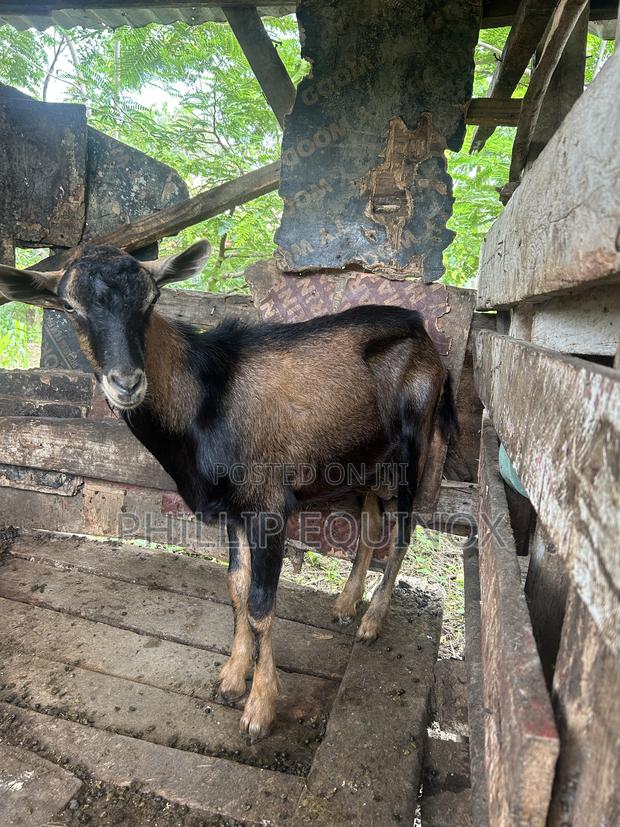Hybrid Goat for Sale - thumbnail 4