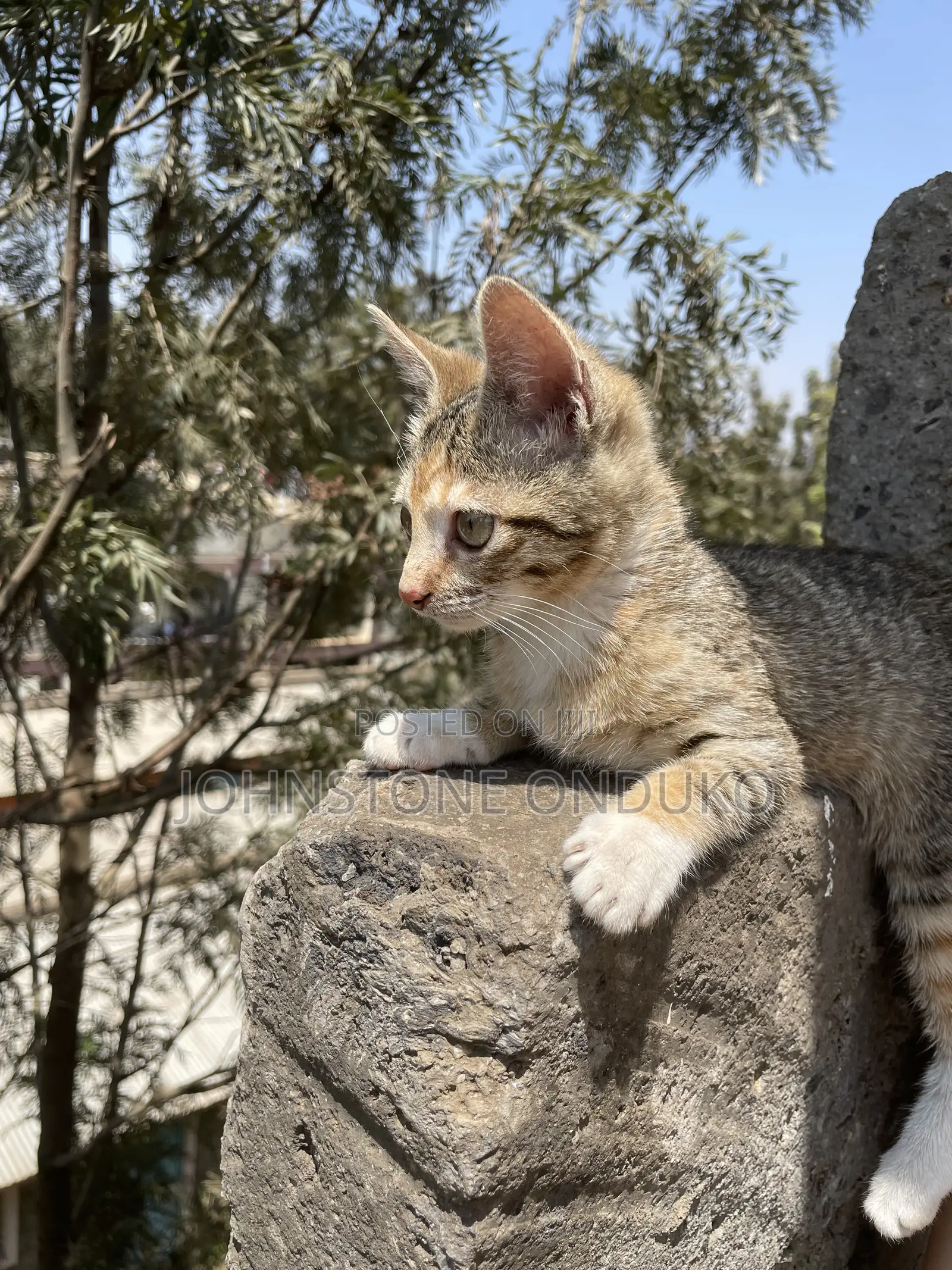 1-3 months Female Mixed Breed Tabby