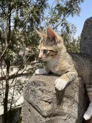 1-3 months Female Mixed Breed Tabby
