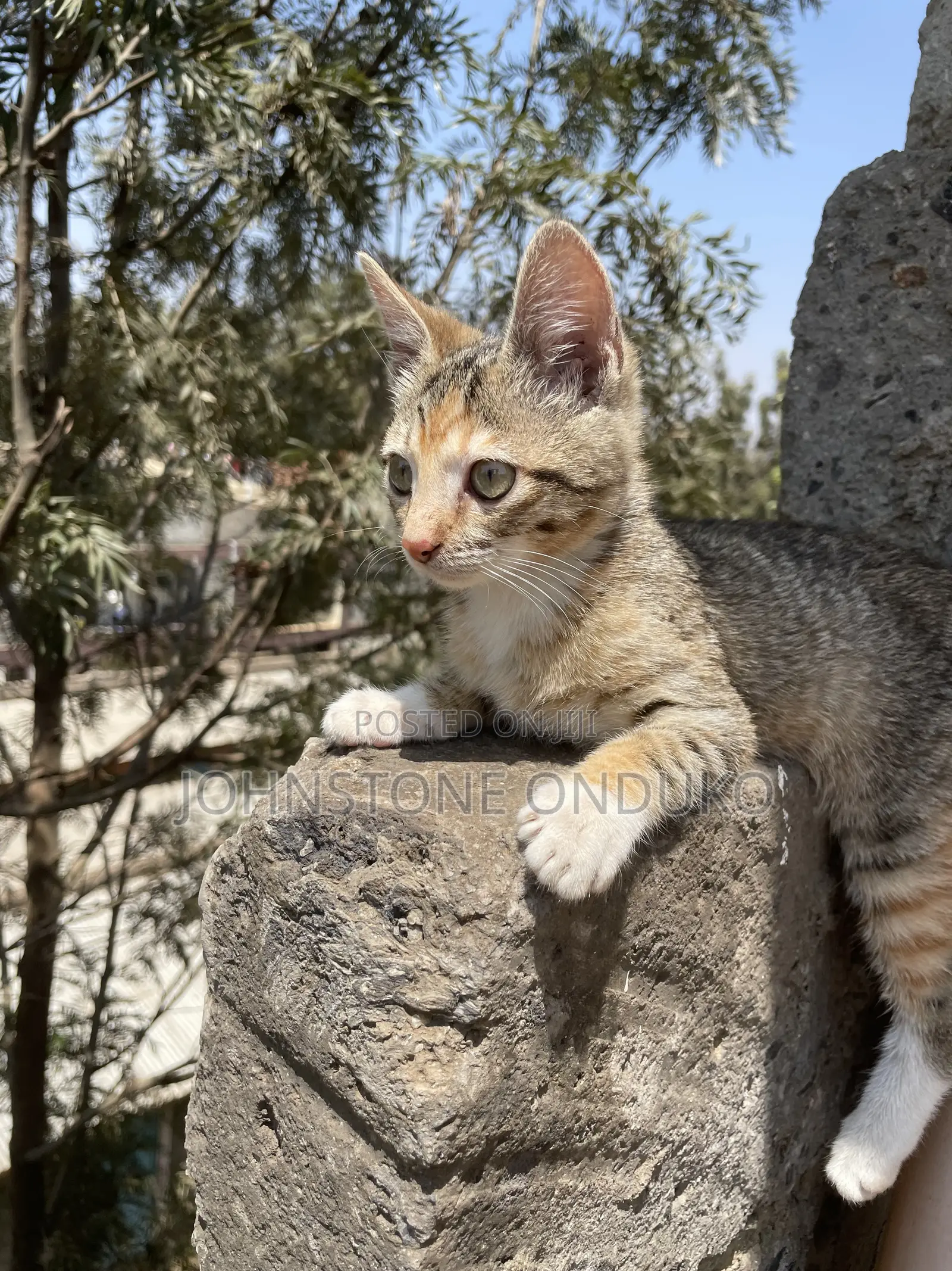 1-3 months Female Mixed Breed Tabby