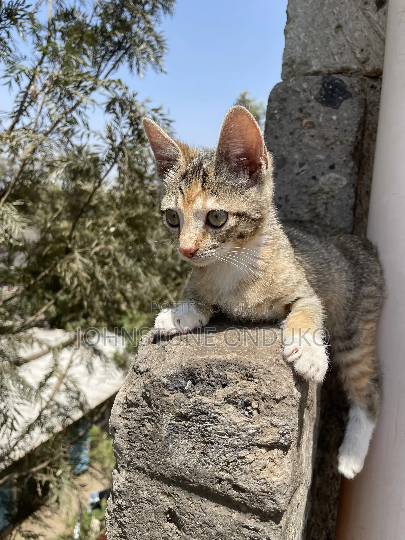 1-3 months Female Mixed Breed Tabby