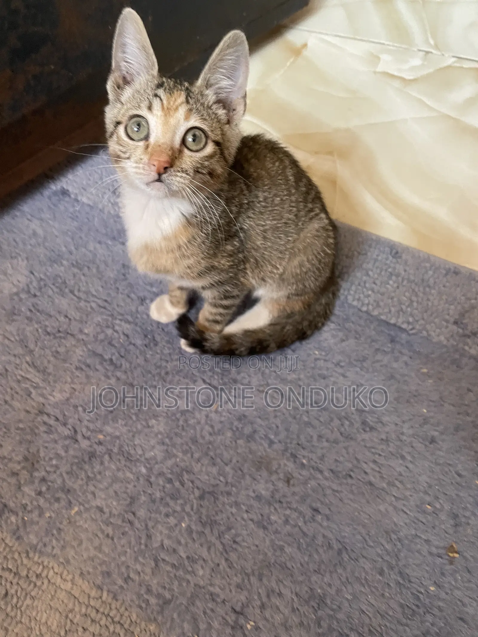 1-3 months Female Mixed Breed Tabby