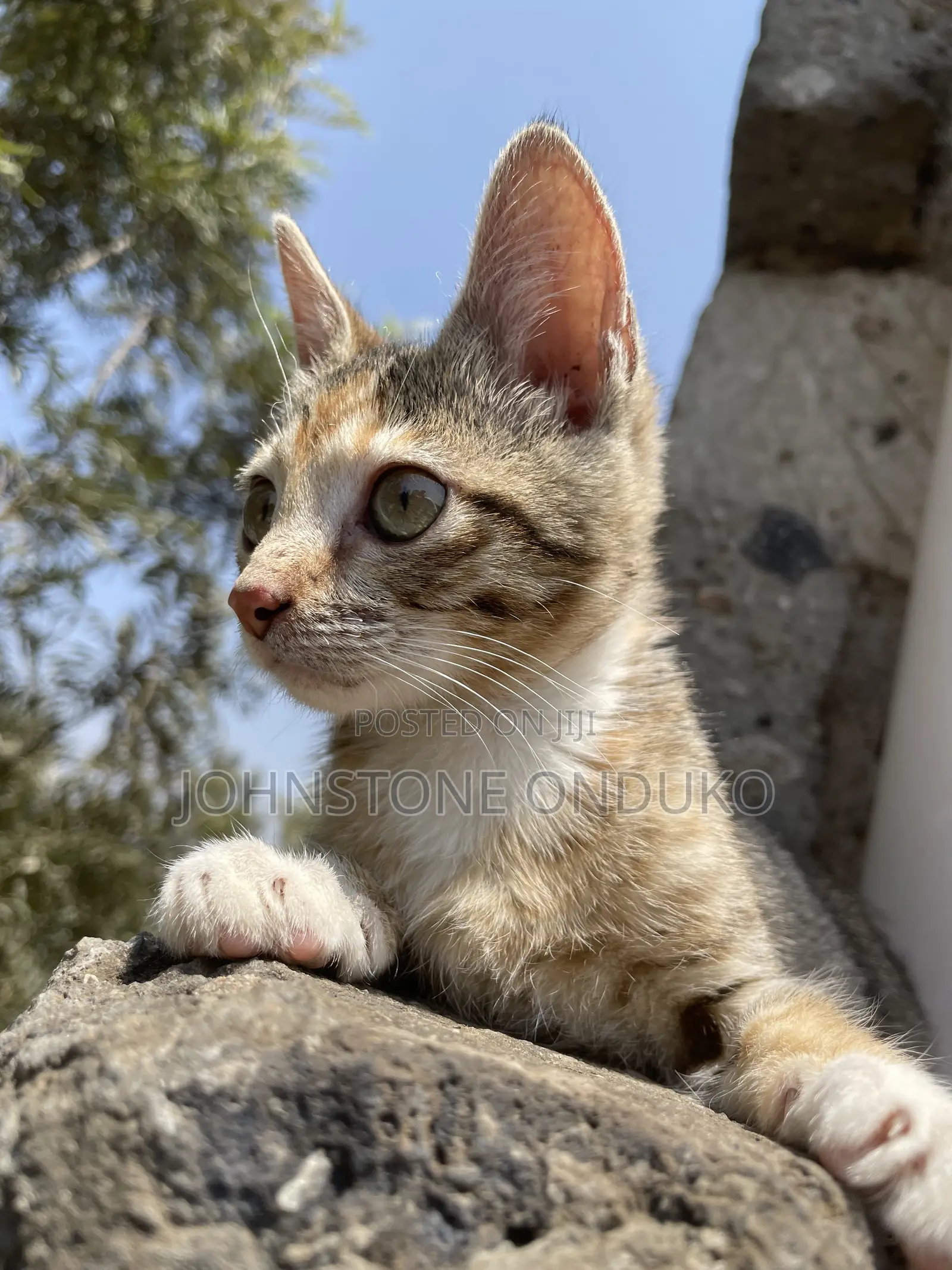 1-3 months Female Mixed Breed Tabby