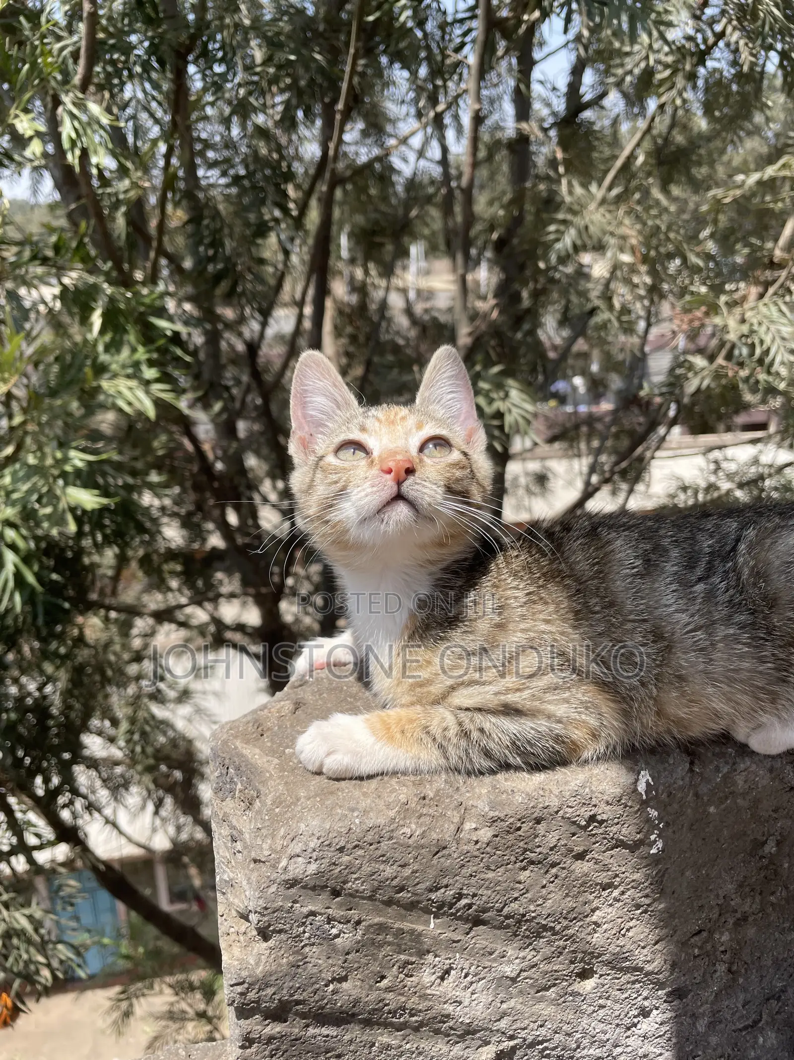 1-3 months Female Mixed Breed Tabby