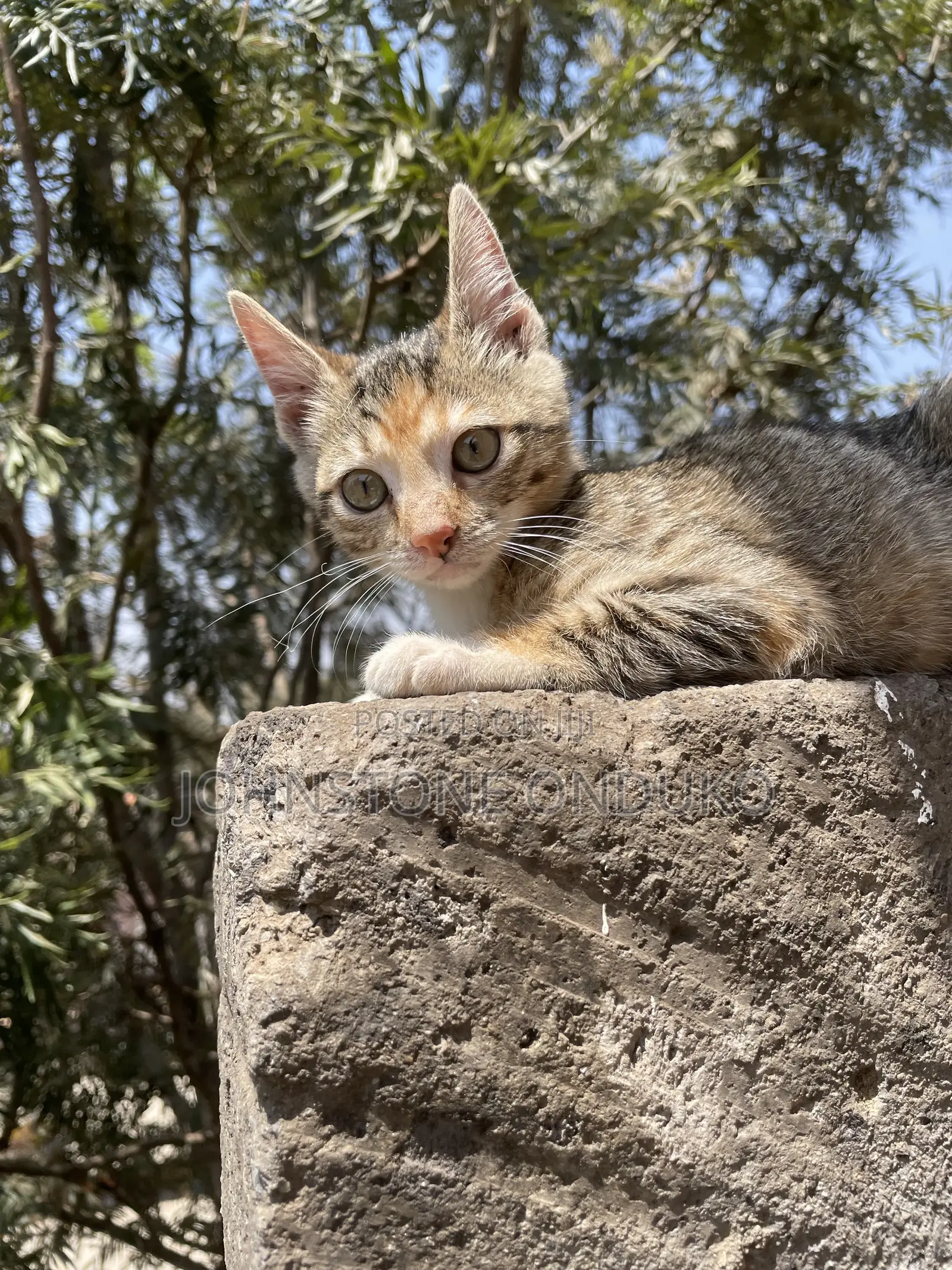 1-3 months Female Mixed Breed Tabby
