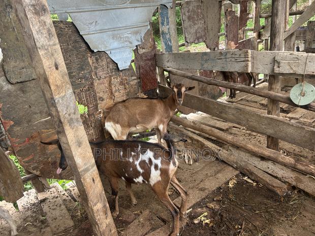 Hybrid Goat for Sale - thumbnail 3