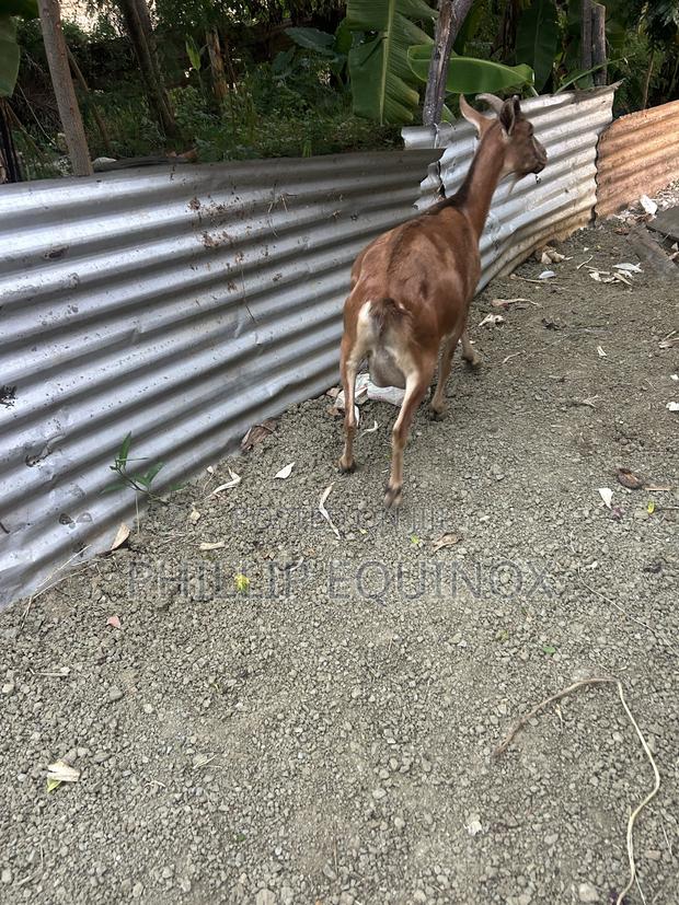 Hybrid Goat for Sale - thumbnail 2