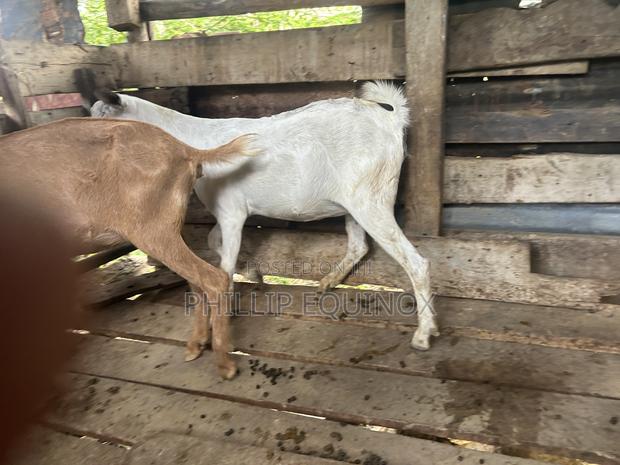 Hybrid Goat for Sale - thumbnail 5