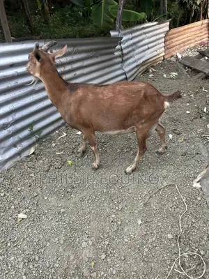Hybrid Goat for Sale