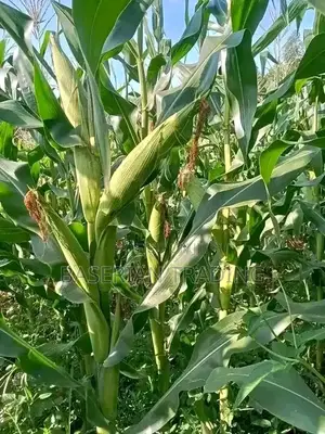 We4141 Maize Seeds