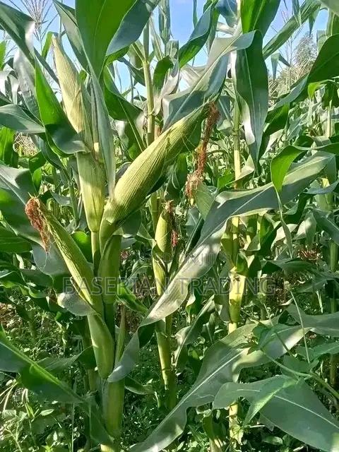 We4141 Maize Seeds - thumbnail 2