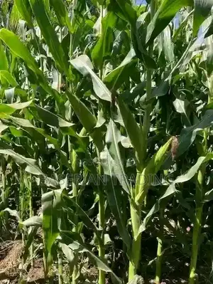We4141 Maize Seeds