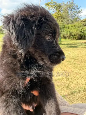 1-3 months Male Mixed Breed German Shepherd